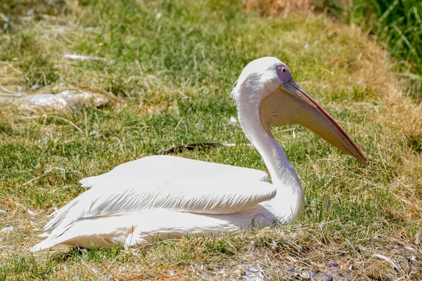 Pelicano Branco Uma Grama Verde Lago — Fotografia de Stock