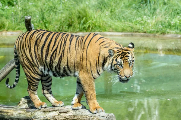 Tygrys Naturze — Zdjęcie stockowe