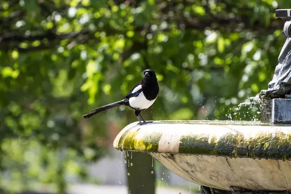 Açık Hava Bahçesindeki Siyah Bir Karga — Stok fotoğraf