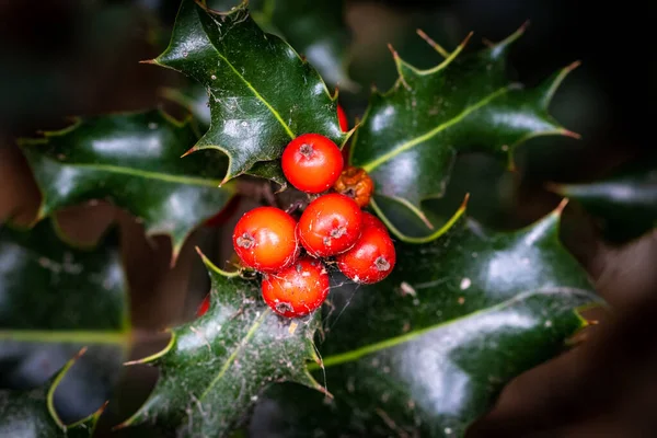 Noel Ağacı Arka Planında Kutsal Böğürtlen Yapraklar Telifsiz Stok Fotoğraflar
