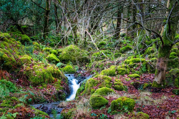 Ormanda Yeşil Yosunlarla Kaplanmış Yosun Kayalarla Güzel Bir Sonbahar Manzarası — Stok fotoğraf