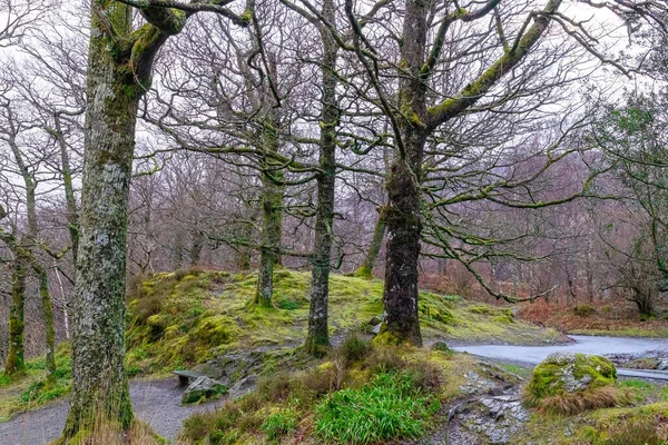 Una Toma Vertical Una Hermosa Cascada Bosque Isla Skye Escocia —  Fotos de Stock