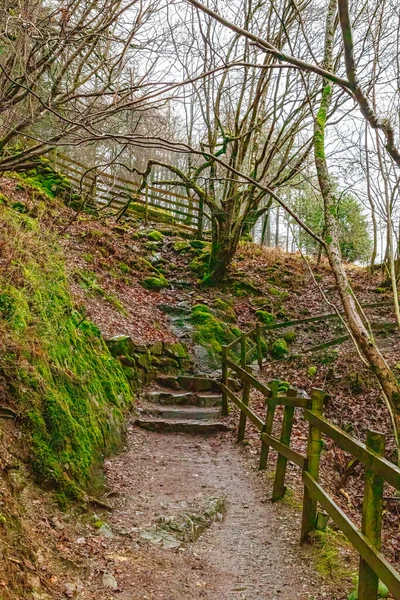 Ein Weg Der Einer Holztreppe Wald Führt — Stockfoto