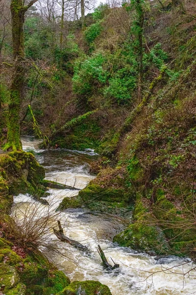 Ormandaki Nehir — Stok fotoğraf