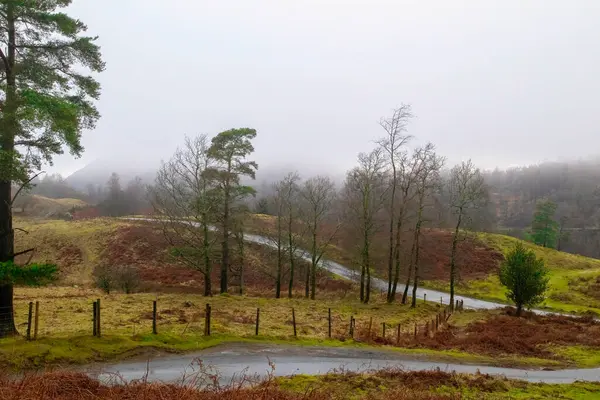 Eine Schöne Aufnahme Des Waldes Der Landschaft Irlands — Stockfoto