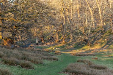 Parktaki ağaçlı patika.
