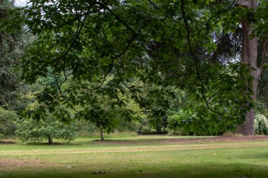 Yazın güzel yeşil park ve ağaçlar