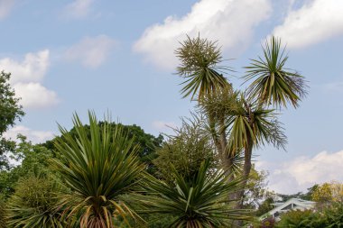 Bahçedeki palmiye ağaçları