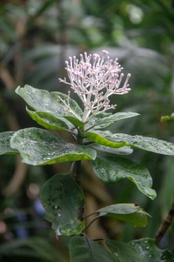 Bahçedeki güzel çiçekler