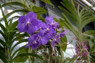 Bahçedeki güzel orkide