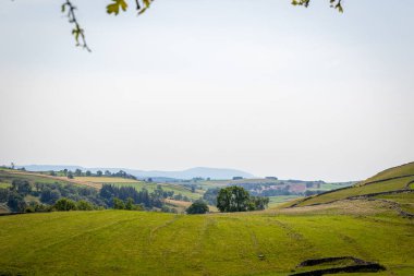 Arka planda yeşil çimenler ve mavi gökyüzü