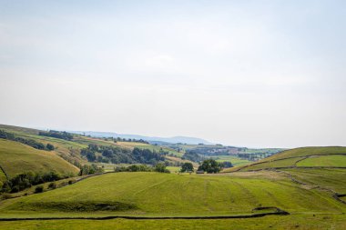 Yazın güzel yeşil tarlaları olan manzara