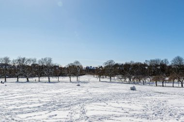 Kış manzarası, ağaçlar ve kar güneşli bir günde.