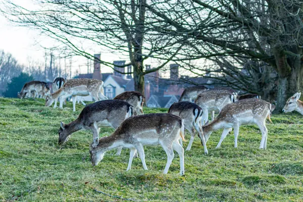 stock image deer in the forest