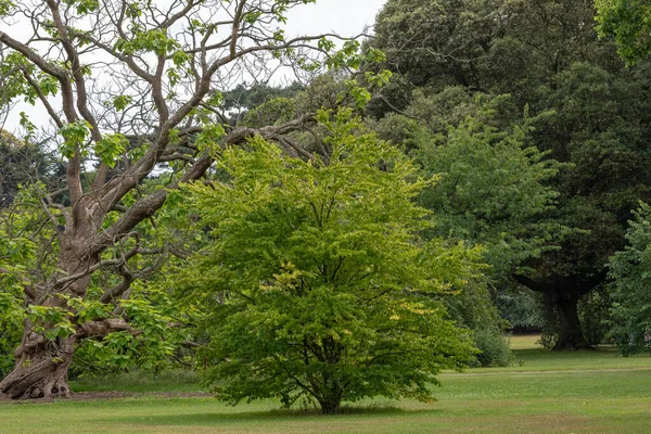 Strom Zelená Tráva Zahradě — Stock fotografie