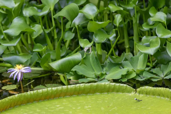 Seerose Und Lotus Teich — Stockfoto