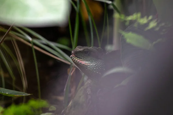 stock image lizard in the zoo