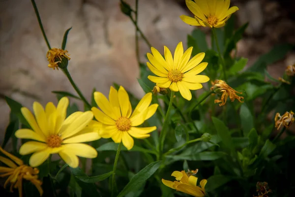 Ormandaki Sarı Çiçekler — Stok fotoğraf