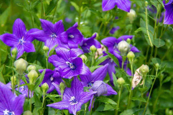 Голубые Цветы Саду — стоковое фото