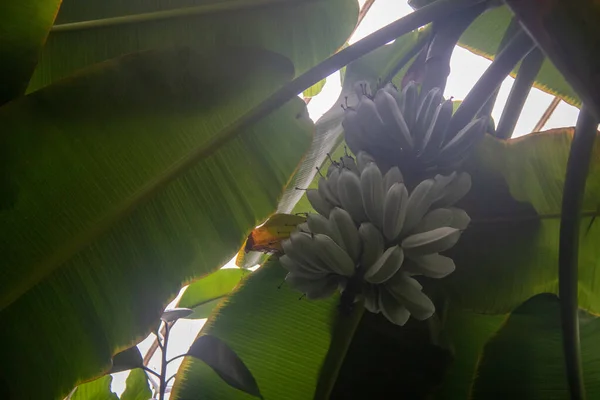 Μπανανόδεντρο Πράσινο Φύλλο — Φωτογραφία Αρχείου