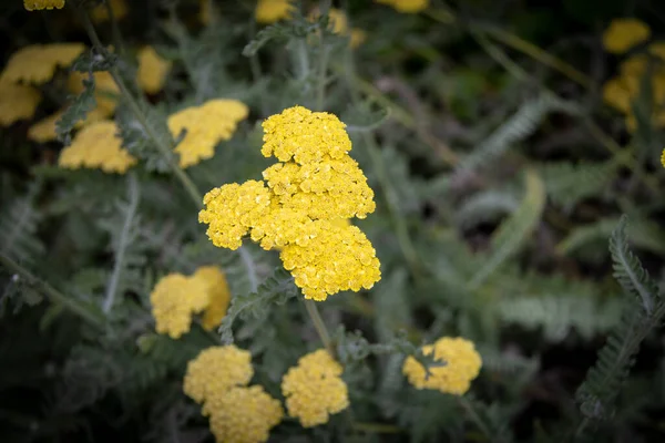 Tiro Foco Seletivo Uma Flor Amarela — Fotografia de Stock