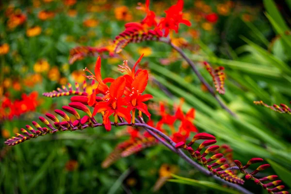 Κόκκινα Λουλούδια Στον Κήπο — Φωτογραφία Αρχείου