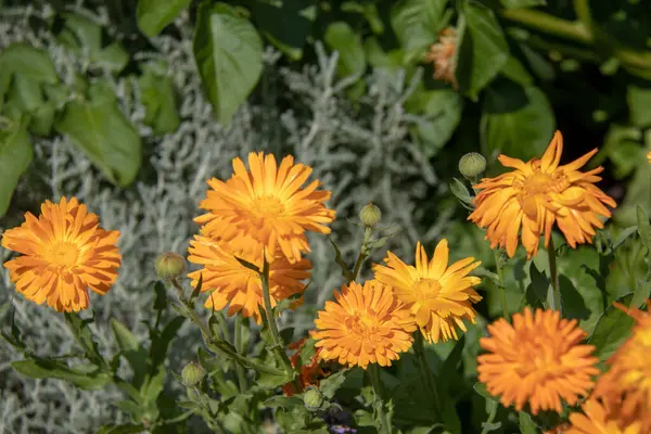 Dışarıda Yetişen Güzel Çiçekler Yaz Konsepti — Stok fotoğraf