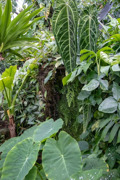 Yapraklı yeşil tropikal bitki, doğa