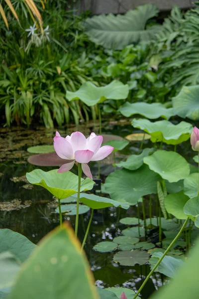 Lotusblume Garten — Stockfoto