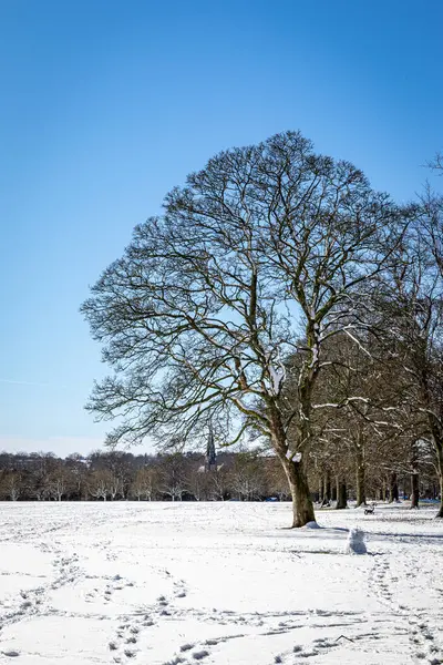 Χιόνι Κάλυψε Δέντρα Στο Πάρκο Χειμερινή Περίοδος — Φωτογραφία Αρχείου