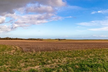 Buğday tarlası ve mavi gökyüzü beyaz bulutlu, kırsal
