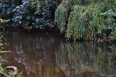 Ormandaki güzel nehir