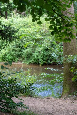 Ormanın güzel manzarası