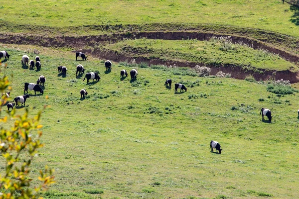Vacas Pastando Campo —  Fotos de Stock