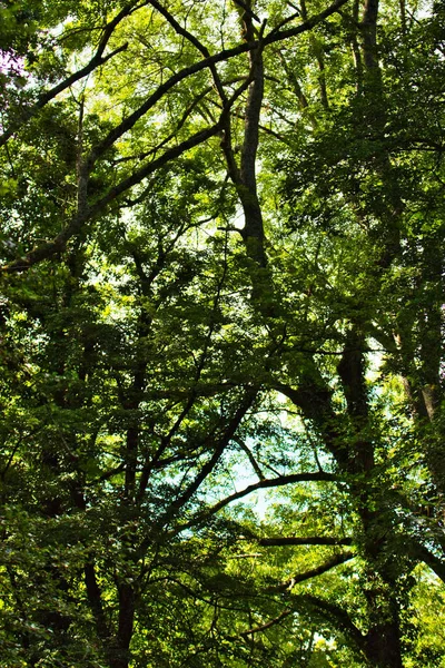 Зеленые Деревья Лесу — стоковое фото