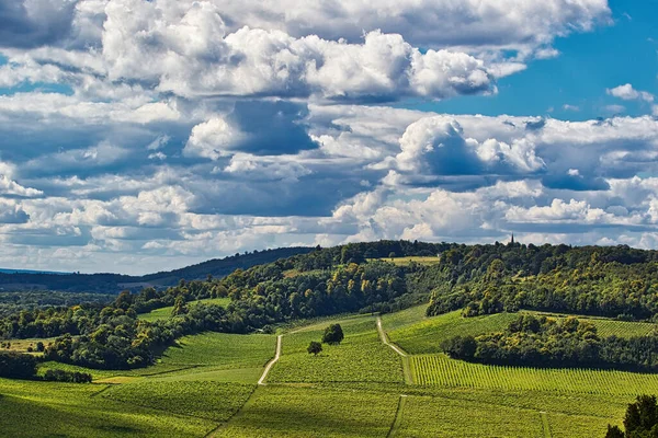 Schöne Sommerlandschaft Mit Bäumen Und Grünen Wiesen — Stockfoto