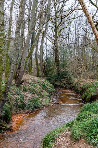 Rivière Forêt Devon Angleterre Royaume Uni — Photo