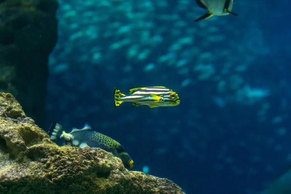具有水下生命的海洋生物 — 图库照片