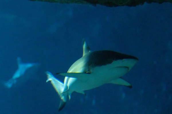 Requin Nageant Dans Mer — Photo