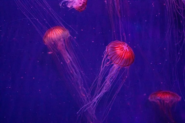 Medusas Agua Bajo Agua — Foto de Stock