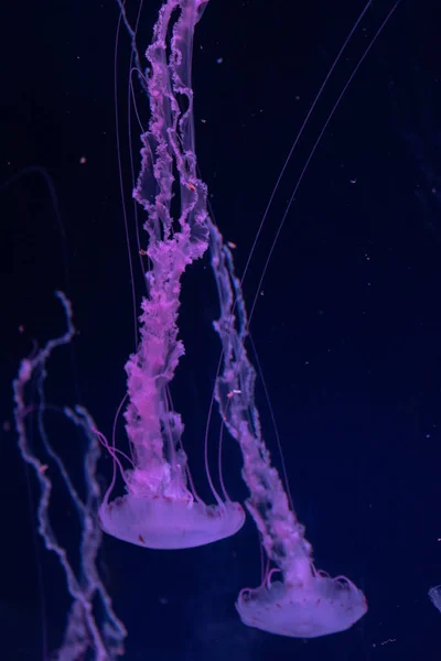 Medusas Acuario — Foto de Stock
