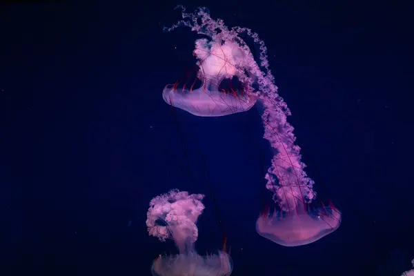 深蓝色水中的水母 — 图库照片