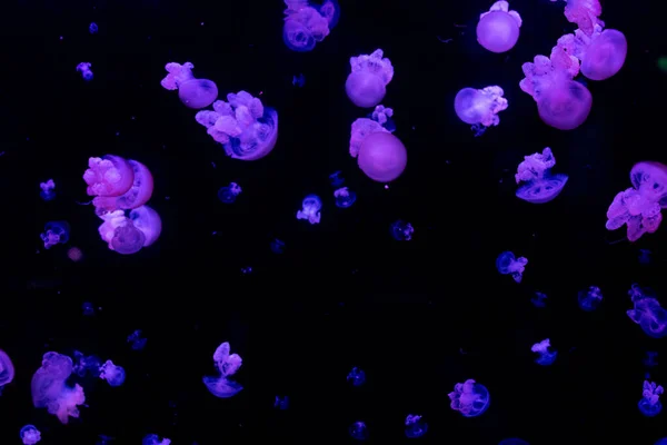 夜晚的水母 — 图库照片