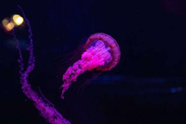 美丽的水母水下世界 — 图库照片