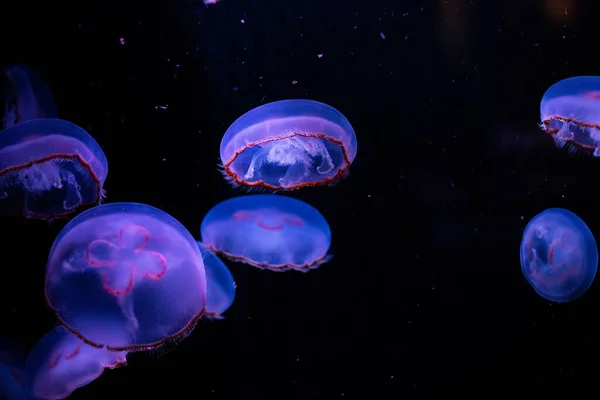 水族馆里的蓝色水母 — 图库照片