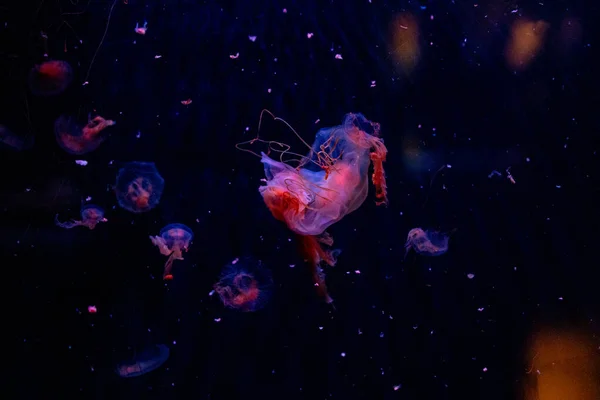 海里的水母 — 图库照片