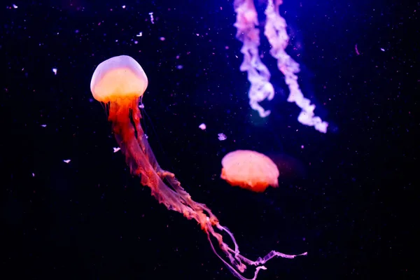 Medusas Medusas Medusas Bajo Agua Fauna — Foto de Stock