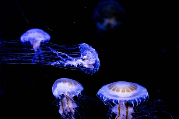 美丽的水母水下世界 — 图库照片