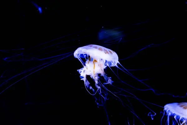 水族馆里漂亮的水母 — 图库照片
