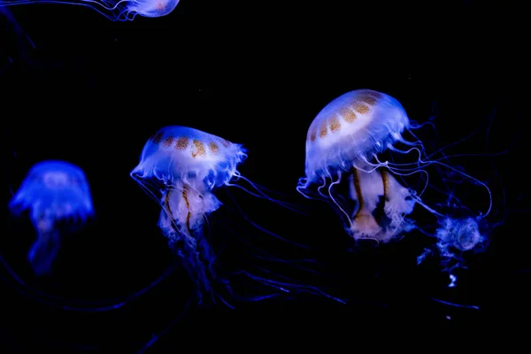 Hermosas Medusas Azules Agua — Foto de Stock